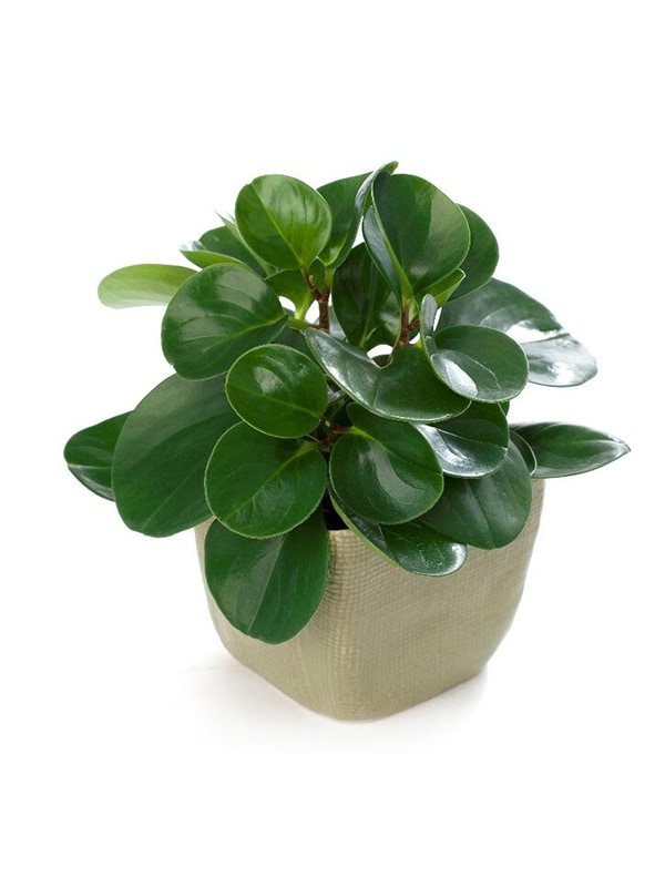 Peperomia